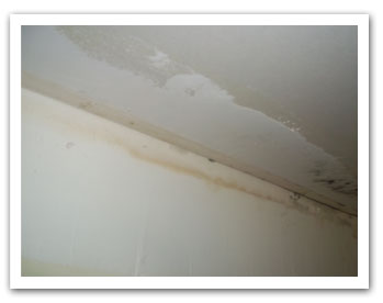 AM PM Environmental - About Mold