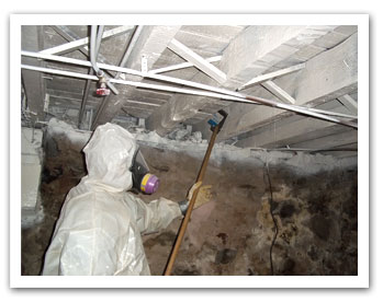 AM PM Environmental Mold Removal